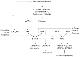Flowchart Showing The Induction Of Er Stress And Its
