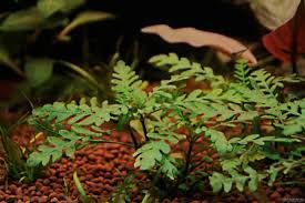 Image result for Hygrophila okavangensis