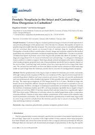 The main cause of this is an. Pdf Prostatic Neoplasia In The Intact And Castrated Dog How Dangerous Is Castration
