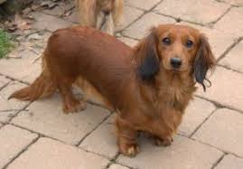 We found 82 'dachshund' adverts for you in 'dogs and puppies', in the uk and ireland. 4 Best Dachshund Breeders In Ohio 2021 We Love Doodles