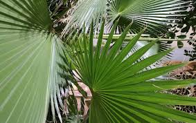 Image result for Washingtonia