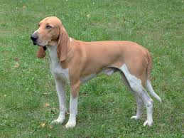 Image result for švycký honič