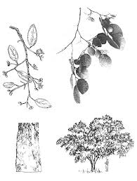 Image result for Pseudolachnostylis maprouneifolia