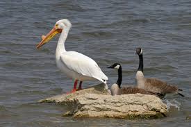 The latest tweets from @pelicansnba The Pelicans Of Illinois Saving Earth Encyclopedia Britannica
