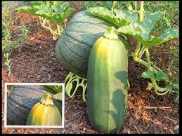 Check spelling or type a new query. Not A Zucchini Gardening Nirvana