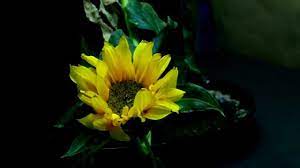 Life Cycle Of A Sunflower With Custom Musical Score Teaching Plants Life Cycles Plant Life Cycle