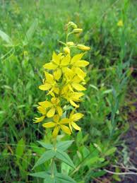 Image result for Lysimachia angustiloba