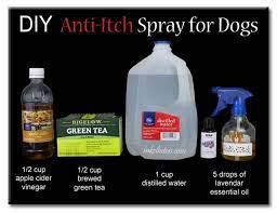 D I Y Dog Allergy Hacks Dog Allergies Dog Spray Dog Itching Remedies