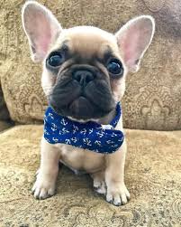 Choose unique male dog names from any of your fav characters or from the objects. 120 Male French Bulldog Names The Paws