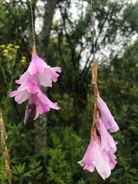 Image result for Drimia calcarata