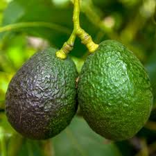 Image result for Dark Avocado 1977 Fedders