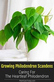 Philodendron Scandens Care Growing The Sweetheart Philodendron In 2020 Philodendron Scandens Philodendron Philodendron Plant