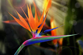 If needed, heavily prune an overgrown plant in order to remove any dead limbs in the center of the plant and allow for airflow. How To Prune A Bird Of Paradise Is Pruning Birds Of Paradise Necessary