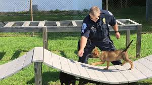 We did not find results for: Four Puppies Seized By Racc Could One Day Be Richmond Police Dogs Richmond Local News Richmond Com