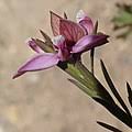 Image result for Polygala dewevrei