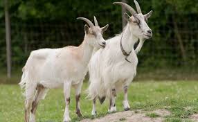 Перевод слова goat, американское и британское произношение, транскрипция, словосочетания, однокоренные слова, примеры использования. Chemical In Male Goat Odor Drives The Lady Goats Wild Science News