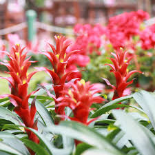 Image result for Bromeliaceae