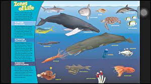 Ocean In A Bottle Animal Art Projects Etc Ocean Zones Layers Of The Ocean Animal Art Projects