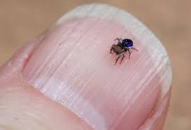 Funny, cool, and interesting videos. The Cute Tiny Dancing Peacock Spiders