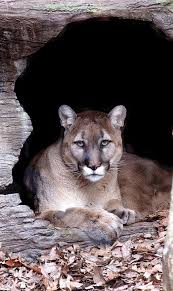 Mountain Lion In The Smoky Mountains I Would Love To See One From A Good Distance Animals Wild Cats Animals Beautiful