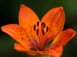 Lilies are one of the most popular flowers for floral arrangements because of their large showy. Orange Lily Lilium Bulbiferum Flowers Naturegate
