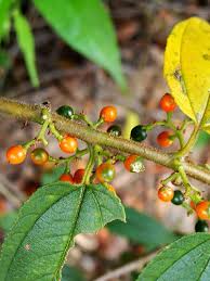 Image result for Trema