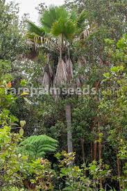 Image result for Pancovia holtzii