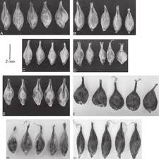 Image result for Pycreus fibrillosus