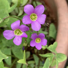 Image result for Oxalis latifolia