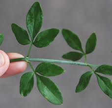 Image result for Jasminum pauciflorum