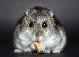 Females should be bred for the first time when they are closer to 4 months old (males can be bred by 3 months of age). 3 Reasons Your Hamster Can Be Big Fat And How To Slim It