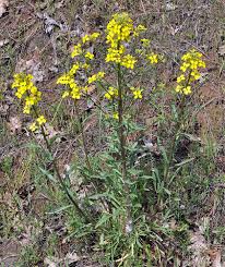 Image result for Thesium inhambanense