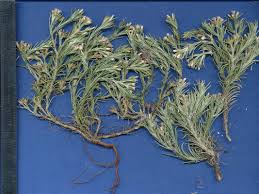 Image result for Helichrysopsis