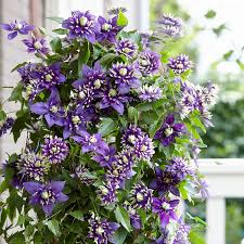 Image result for Clematis costata