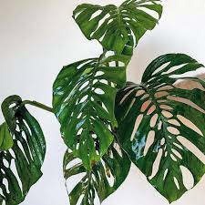Monstera Obliqua Vs Monstera Adansonii Muggle Plants Monstera Obliqua Shade Plants Philodendron