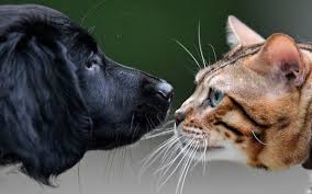 We found 54 results for 24 hour vet in or near redding, ca. New Lehigh County Veterinary Hospital Providing Around The Clock Animal Care The Morning Call