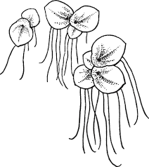 Image result for Spirodela