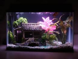 Tank Examples In 2020 10 Gallon Fish Tank Fresh Water Fish Tank Fish Tank Stand
