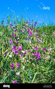 Image result for Sphenostylis