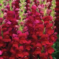 Antirrhinum Opus Red Beauty F1 Snapdragon Flowers Antirrhinum Flower Seeds