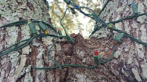 Check spelling or type a new query. 7 Ways To Stop Squirrels From Chewing On Wires Catchpiece
