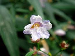 Image result for Strobilanthes anisophylla