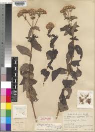 Image result for Bothriocline