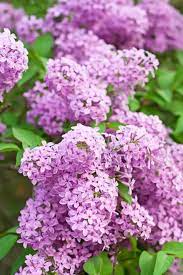 My Favorite Purple Flowers Bless My Weeds Purple Flowers Purple Flowers Garden Purple Garden