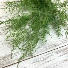 Image result for Asparagus buchananii