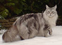 Weight Range For Adult Maine Coons Mainecoon Org