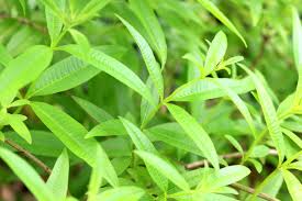 Lemon verbena is also known as cedron, lemon beebrush, lemon luisa and yerba louisa. Lemon Verbena For The California Home Garden