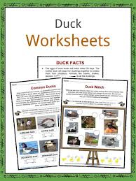 Duck Facts Worksheets Habitat Species For Kids