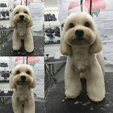 Top Do S And Don Ts Of Your Puppy S First Trip To The Dog Use These Puppy Grooming Tips To Attach Your Pet S E Puppy Grooming Dog Grooming Dog Grooming Salons