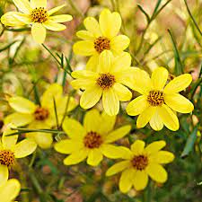 Originally a flower of wet meadows, helen's flower also does well in ordinary soils. 10 Easy Perennials Anyone Can Grow
